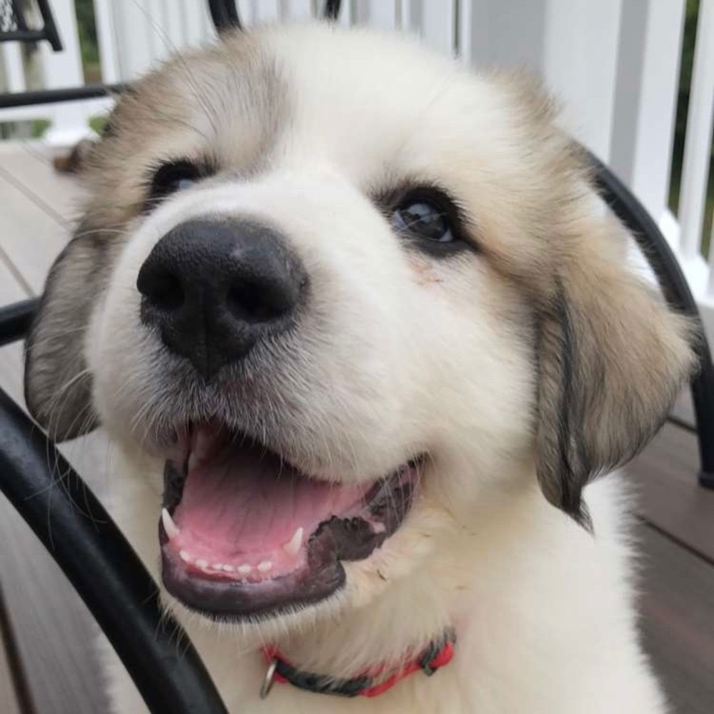 Meet your Posher, Zayda